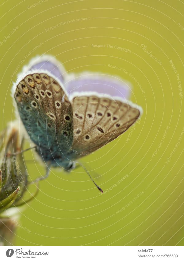 Bläuling Leben Umwelt Natur Tier Frühling Sommer Blüte Wiese Wildtier Schmetterling 1 Brunft Duft ästhetisch klein natürlich niedlich positiv blau grau grün