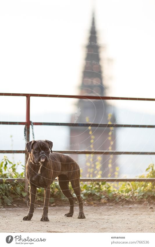 Turmwächter Stadt Altstadt Kirche Dom Bauwerk Sehenswürdigkeit Wahrzeichen Tier Haustier Hund 1 Blick Sicherheit Schutz Tierliebe Freiburg im Breisgau Kontrolle