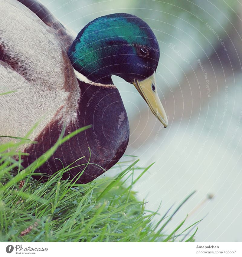 ::14-13:: Umwelt Natur Landschaft Pflanze Tier Klima Gras Garten Park Wiese Nutztier Tiergesicht Flügel Zoo Streichelzoo Schwimmen & Baden Ente Entenvögel