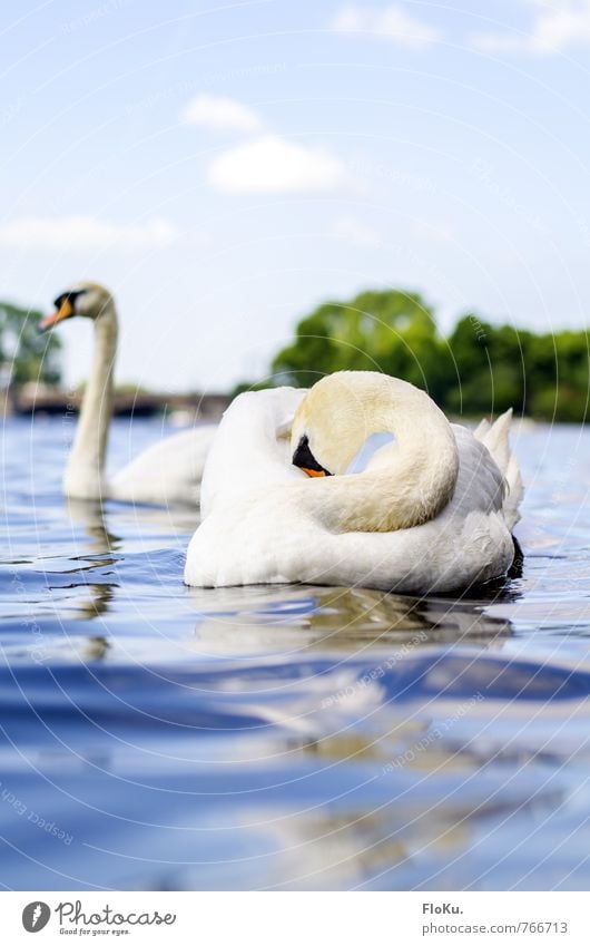 Ein bisschen schüchtern Umwelt Natur Wasser Himmel Wellen Fluss Tier Wildtier Vogel Schwan 2 Tierpaar Schwimmen & Baden schön blau weiß Stimmung Alster Hamburg