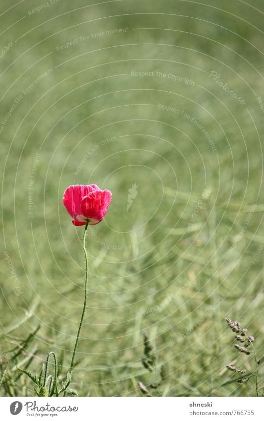 Farbklecks Sommer Blume Blüte Wildpflanze Mohn Mohnblüte Feld natürlich rosa Lebensfreude Frühlingsgefühle Wachstum Farbfoto mehrfarbig Außenaufnahme