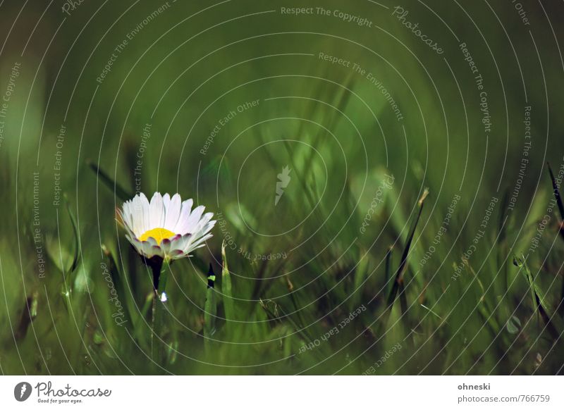 Im Grünen Frühling Sommer Blume Gras Gänseblümchen Garten Wiese grün Glück Lebensfreude Frühlingsgefühle Kitsch Farbfoto Außenaufnahme Textfreiraum rechts