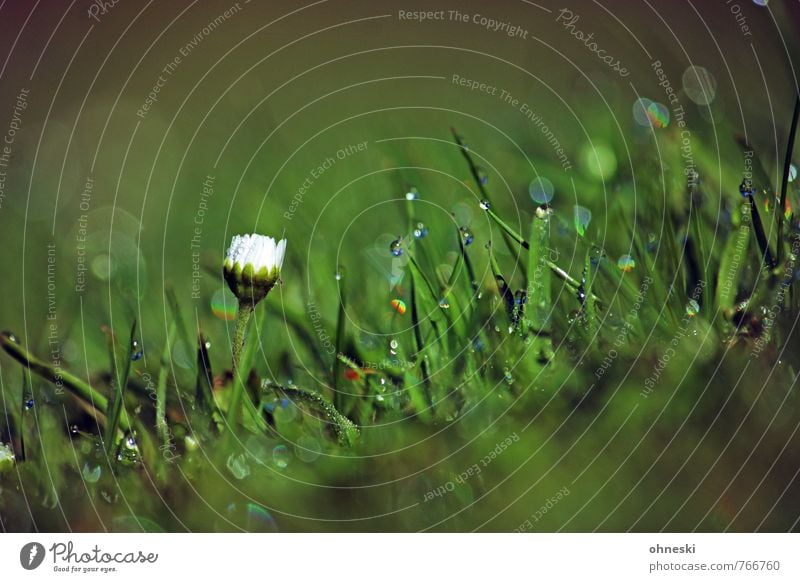 Im Grünen II Wassertropfen Frühling Sommer Blume Gänseblümchen Garten Wiese grün Glück Lebensfreude Frühlingsgefühle Umweltschutz Farbfoto Außenaufnahme