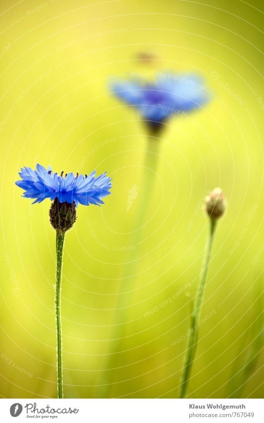 Kornblumen blühen in einem Getreidefeld, Sommergefühl Ferien & Urlaub & Reisen Umwelt Natur Landschaft Pflanze Schönes Wetter Wildpflanze Centaurea Wiese Feld