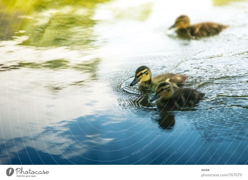 Absolute Beginner Umwelt Natur Tier Wasser Wetter Teich See Wildtier Vogel 3 Tiergruppe Tierjunges Schwimmen & Baden klein Neugier niedlich wild blau gelb grün