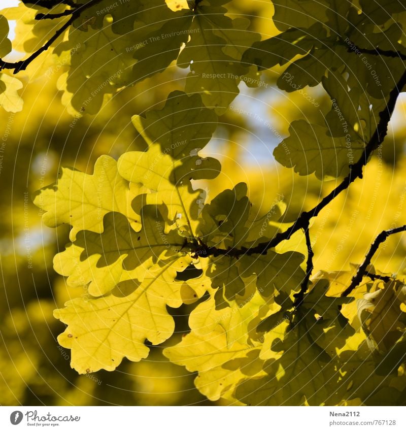 Sunny day Umwelt Natur Pflanze Luft Frühling Sommer Herbst Schönes Wetter Baum Blatt Garten Park Wald gelb Eiche Eichenwald Frühlingsgefühle Frühlingsfarbe