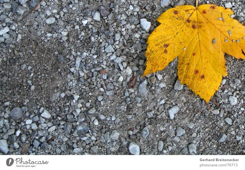 Demo gegen Grau Blatt Herbst gelb Winter grau einzeln Einsamkeit Bodenbelag orange Stein fallen liegen ruhig Kies