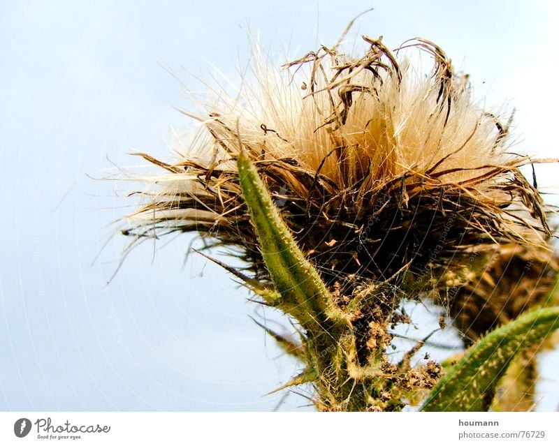 Auch... Nahaufnahme stechend Distel weiß Blume weich grün Makroaufnahme gefährlich thistle pricking sharp white