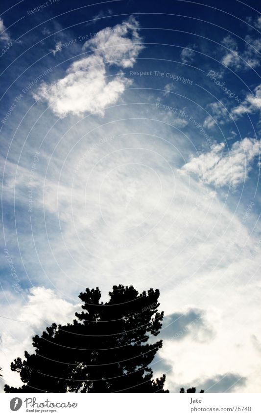 *** Baum Wolken Ferne mehrfarbig Physik Wind Himmel Wärme frei