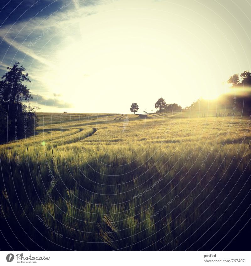 Des Schöpfers Herrlichkeit Sommer Landschaft Himmel Horizont Sonnenaufgang Sonnenuntergang Schönes Wetter Baum Sträucher Feld Unendlichkeit schön Wärme blau