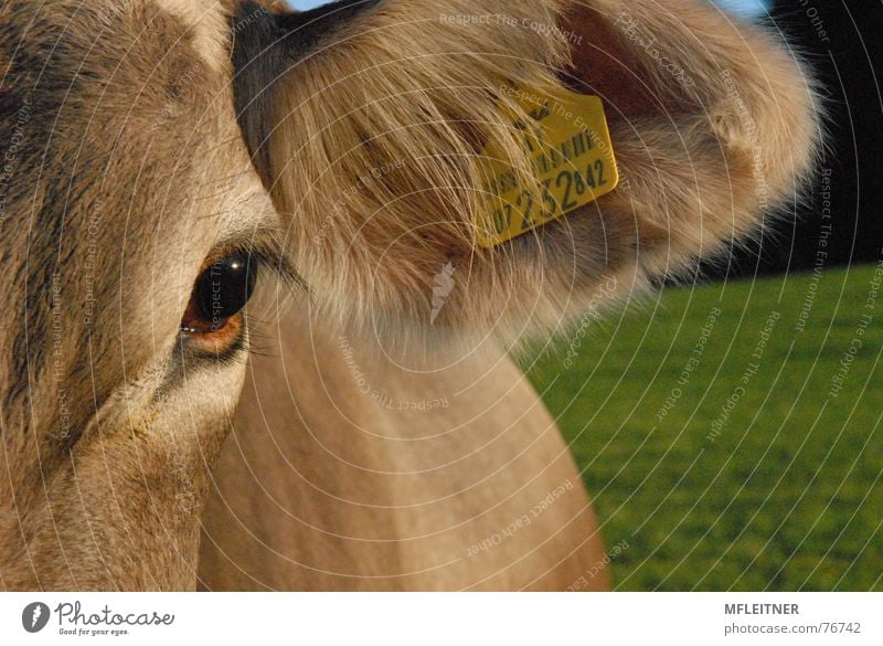 look at this cow and .... Kuh Tier Lebewesen Bundesland Tirol animal meat eye Auge vegetarian