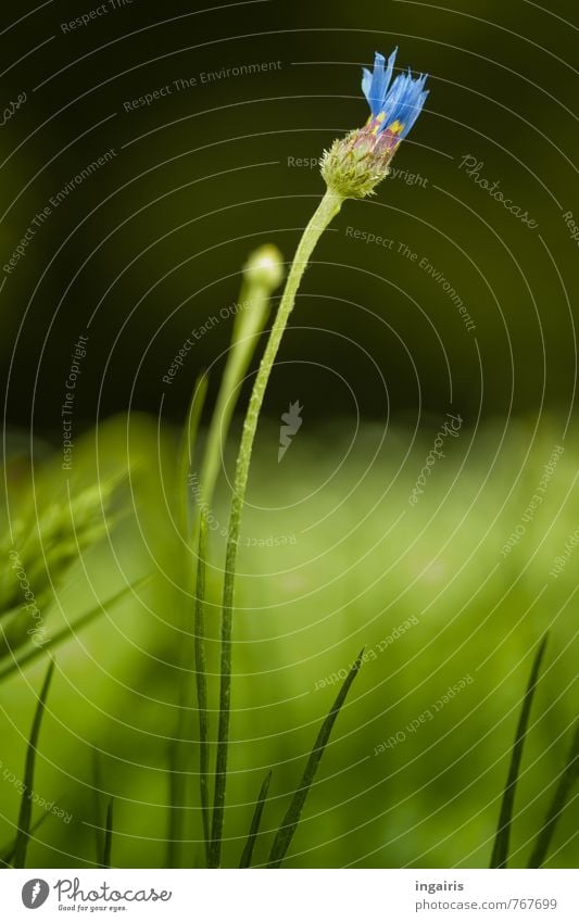 Kornblumenblau Natur Landschaft Pflanze Gras Blüte Wildpflanze Getreide Feld Blühend leuchten Wachstum Freundlichkeit schön natürlich grün Stimmung Glück