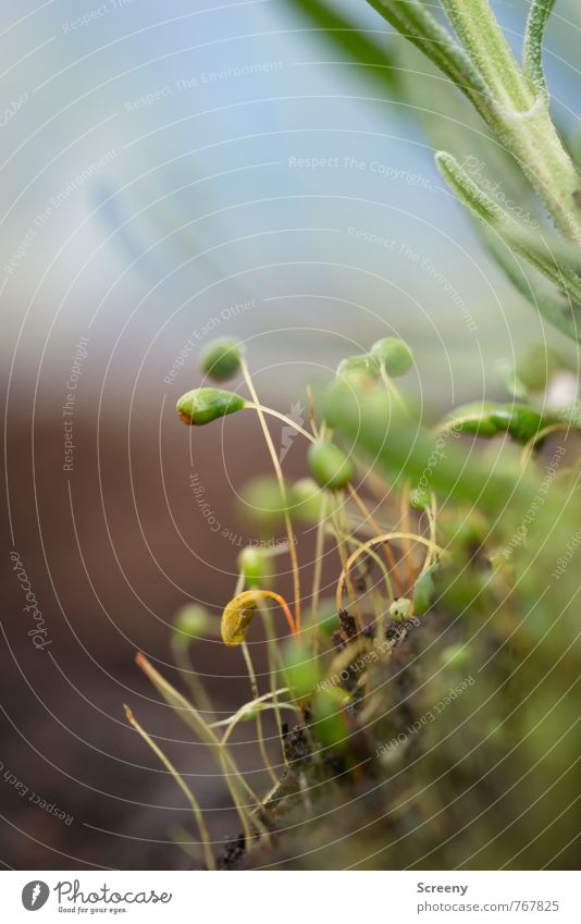 Unterm Lavendel... Natur Pflanze Erde Frühling Moos Garten Duft Wachstum klein wild blau braun grün Frühlingsgefühle zart winzig Farbfoto Nahaufnahme