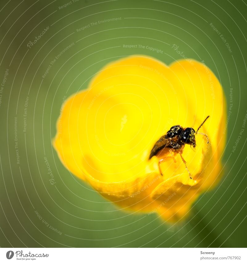 Wo geht es denn hier raus? Natur Pflanze Tier Frühling Sommer Blume Blüte Sumpf-Dotterblumen Wiese Käfer 1 Blühend Duft krabbeln Wachstum klein gelb grün