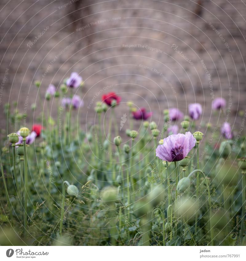 bluh muhn. Rauschmittel Medikament Pflanze Frühling Blume Gras Blüte Wildpflanze Mohnblüte Mauer Wand exotisch trashig blau rot schön Genusssucht Drogensucht