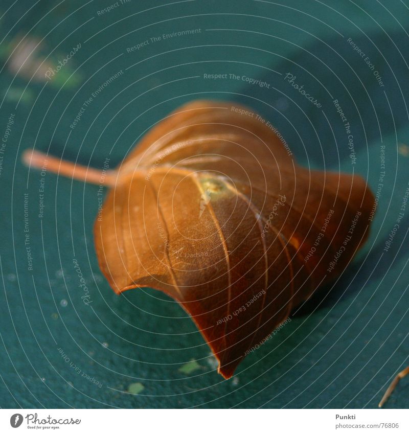 Herbst Blatt braun Tisch Physik blau Sonne Wärme nah