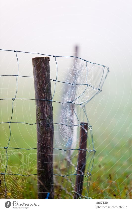 Zaun im Nebel Wiese grün Spinnennetz Herbst Morgen