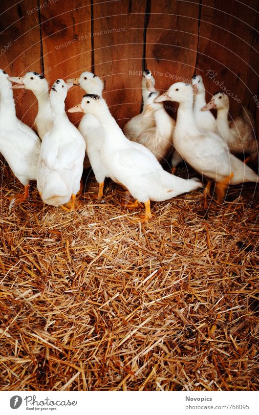 ducks Lebensmittel Fleisch Wurstwaren Bioprodukte Umwelt Natur Tier Hütte Haustier Nutztier Vogel Tiergruppe Herde braun gelb weiß Ente Mulan Stroh Schuppen