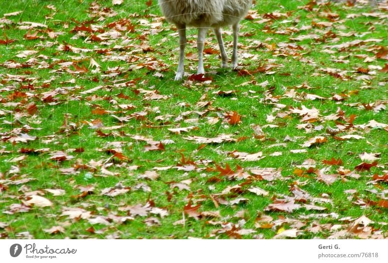 Halbsch(l)af Schaf Lamm Hälfte Einsamkeit Tier Bock Herbst Jahreszeiten Wiese Blatt Sturm Herbststurm grün Fressen Fell Schaffell geschnitten Wollsocke