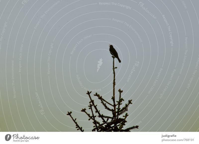 Amsels Gesang Umwelt Natur Pflanze Baum Garten Park Wald Tier Vogel 1 dunkel natürlich wild Leben singen Gezwitscher Farbfoto Gedeckte Farben Außenaufnahme