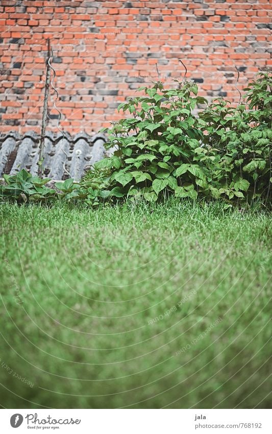 dachgarten Natur Pflanze Gras Sträucher Grünpflanze Nutzpflanze Himbeerbusch Garten Fassade Dach Backstein natürlich Farbfoto Außenaufnahme Menschenleer