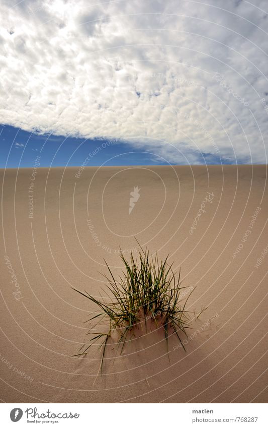 Einzelposten Natur Landschaft Pflanze Sand Luft Himmel Wolken Frühling Wetter Schönes Wetter Gras Wüste blau gelb grün weiß Einsamkeit item Düne Dünengras