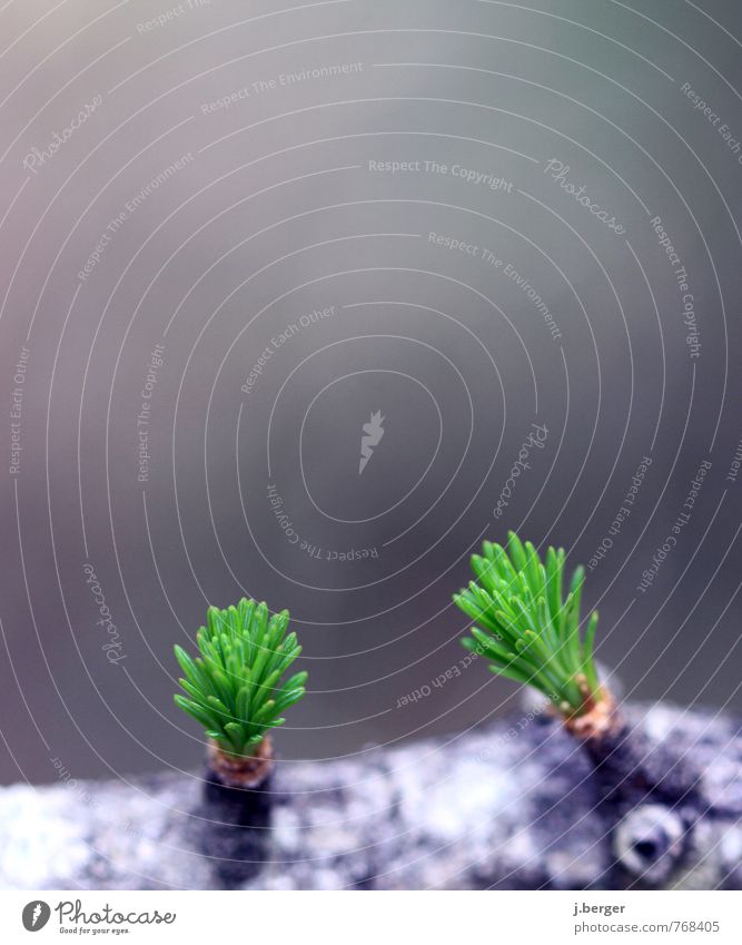 zwillinge Umwelt Natur Pflanze Frühling Sommer Baum Blatt Wildpflanze Wachstum stachelig blau grau grün weiß Trieb Blattknospe Farbfoto Gedeckte Farben