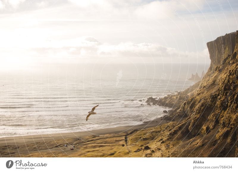 Vogelfelsen Natur Schönes Wetter Felsen Wellen Küste Strand Bucht Meer Klippe 1 Tier Erholung fliegen genießen Stimmung Lebensfreude Frühlingsgefühle Vorfreude