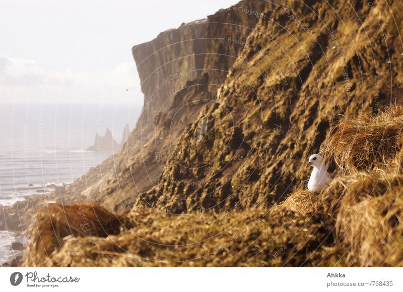 Augenblick Natur Landschaft Horizont Felsen Küste Meer Klippe Vogel fantastisch gigantisch wild gelb gold Warmherzigkeit Sympathie Freundschaft Verliebtheit