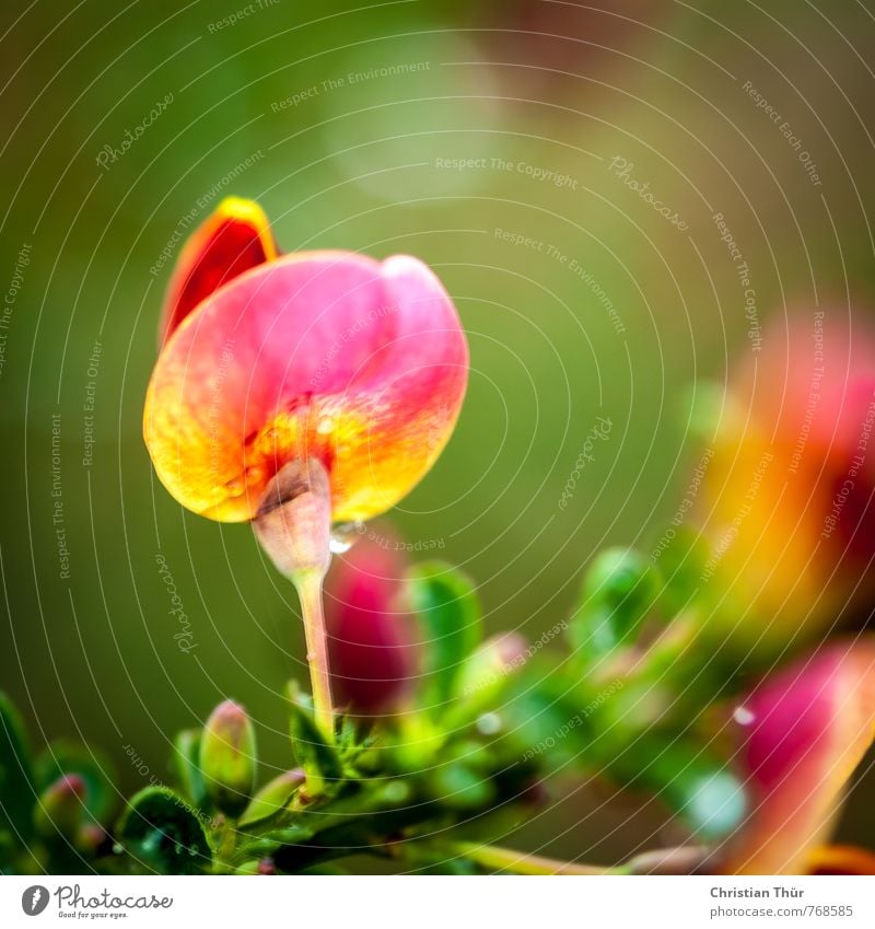 Frühlingsgruss / Ginster Umwelt Natur Schönes Wetter Pflanze Blume Blatt Blüte Garten Blühend Duft ästhetisch gigantisch glänzend hell gelb grün rot weiß