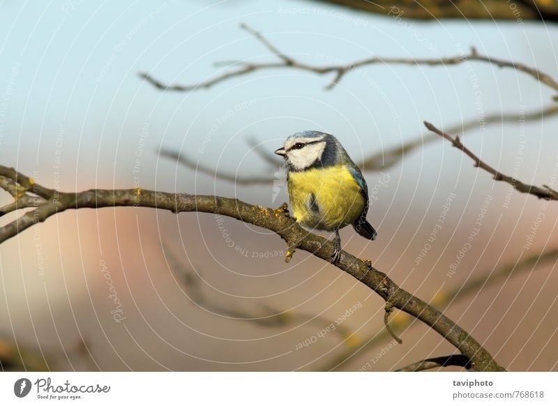 winziger Wildgartenvogel am Ast schön Leben Winter Garten Umwelt Natur Landschaft Tier Baum Wald Vogel beobachten stehen klein natürlich wild blau gelb grün