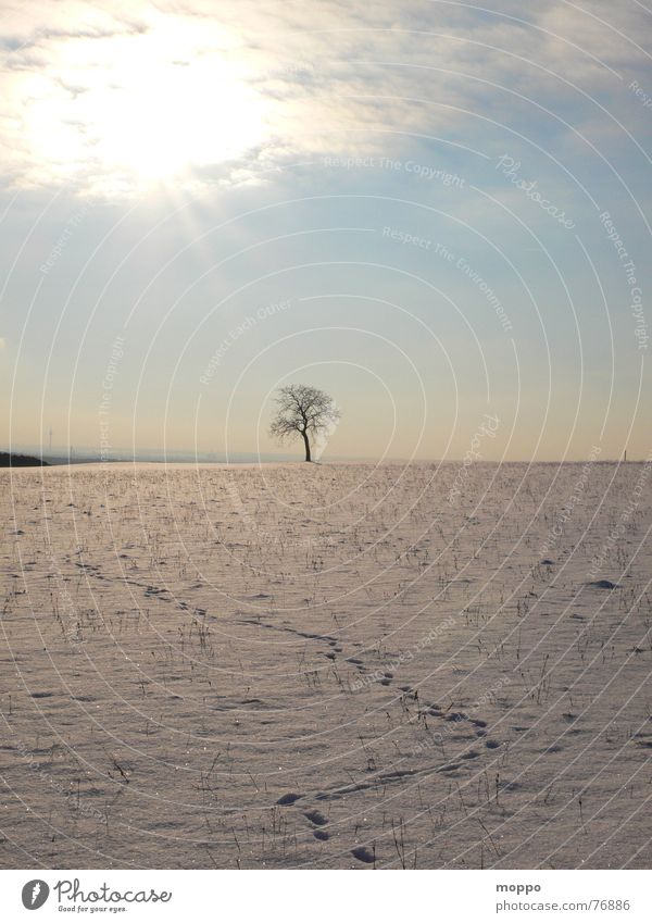 spuren im schnee Winter Wintersonne kalt Winterhimmel Baum Schnee Himmel Frost