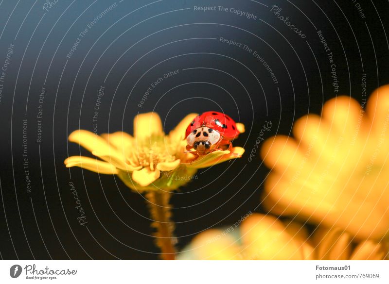 sonniges Plätzchen - Siesta II Natur Frühling Sommer Schönes Wetter Blume Blüte Topfpflanze Tier Käfer Marienkäfer 1 Blühend Erholung träumen frei Fröhlichkeit