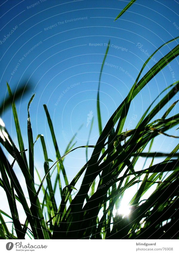 Hier kommt der Sensemann Gras Wiese Froschperspektive grün weiß Natur Durchblick Himmel Sommer tief unten Rasenmäher Wachstum Wind blau meadow Garten hoch sky