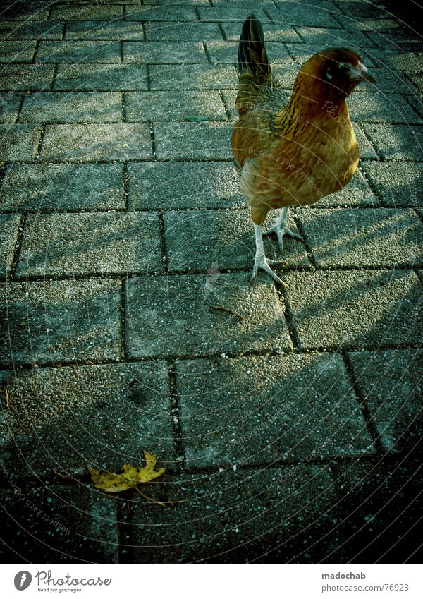 CHICK ON SPEED Hahn Vogel Tier außergewöhnlich Lebensraum mehrfarbig Haushuhn live Ernährung Macht bird chicken animal animals birds concrete Kamm Feder cock