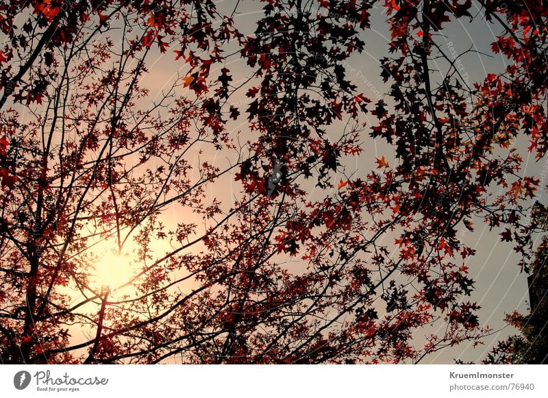 Der letze Sonnentag??? Herbst Sonnenlicht Baum Blatt gelb rot Himmel Sommer Zweig orange oranges licht gelbes licht sun sunshine sunlight red rote blätter sky