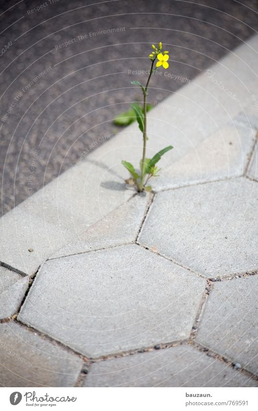 HH-Peute | blümchen. Garten Natur Frühling Pflanze Blume Blüte Straße Wege & Pfade Stein Beton Blühend natürlich wild gelb grau grün Frühlingsgefühle Kraft