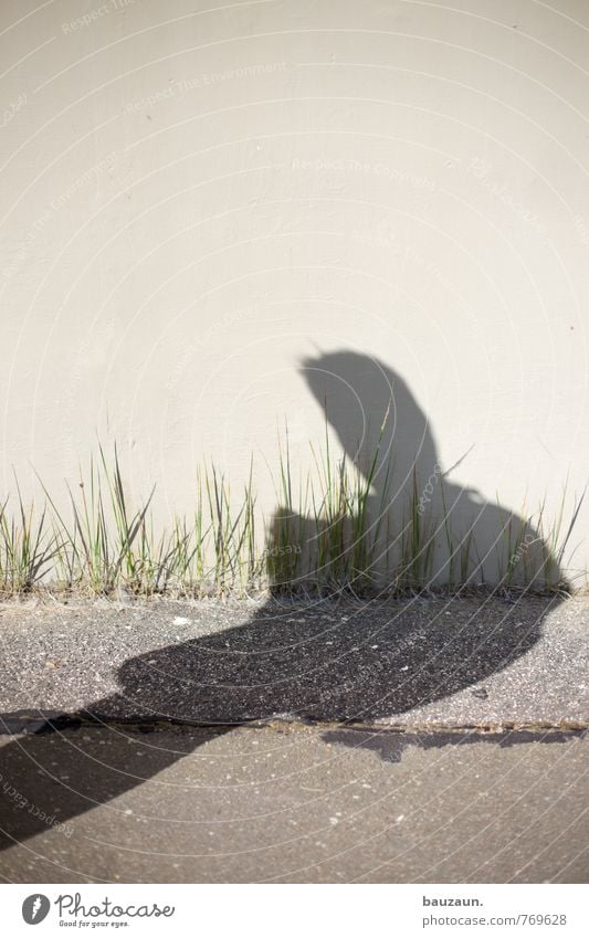 HH-Peute | gras drüber wachsen lassen. Garten Mensch maskulin Mann Erwachsene Körper 1 30-45 Jahre Pflanze Gras Mauer Wand Fassade Fußgänger Wege & Pfade Linie