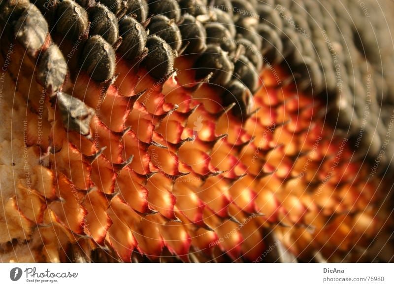 Vogelfutter Sonnenblume Kerne Herbst gelb rot braun verblüht orange