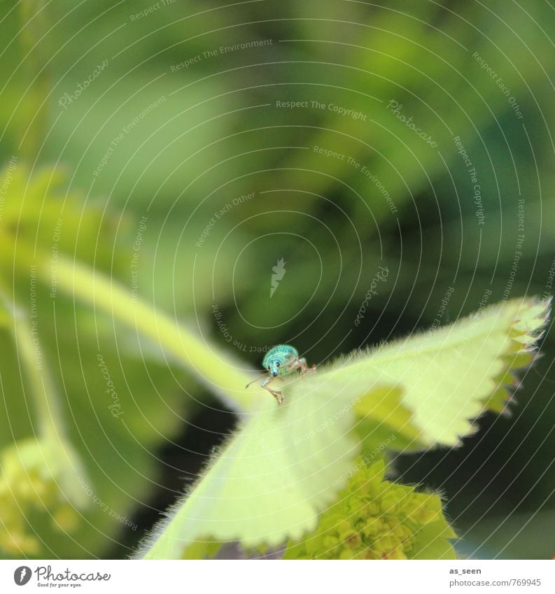 Hy, auch hier ?! ;-) Umwelt Natur Pflanze Tier Frühling Sommer Klima Schönes Wetter Blatt Grünpflanze Garten Wiese Käfer Tiergesicht beobachten glänzend sitzen