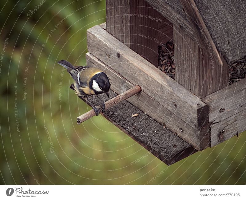 picken picken picken Garten Vogel fliegen füttern hocken sitzen Überleben Meisen Kohlmeise Futterhäuschen Vogelfutter Stab Korn Farbfoto Gedeckte Farben