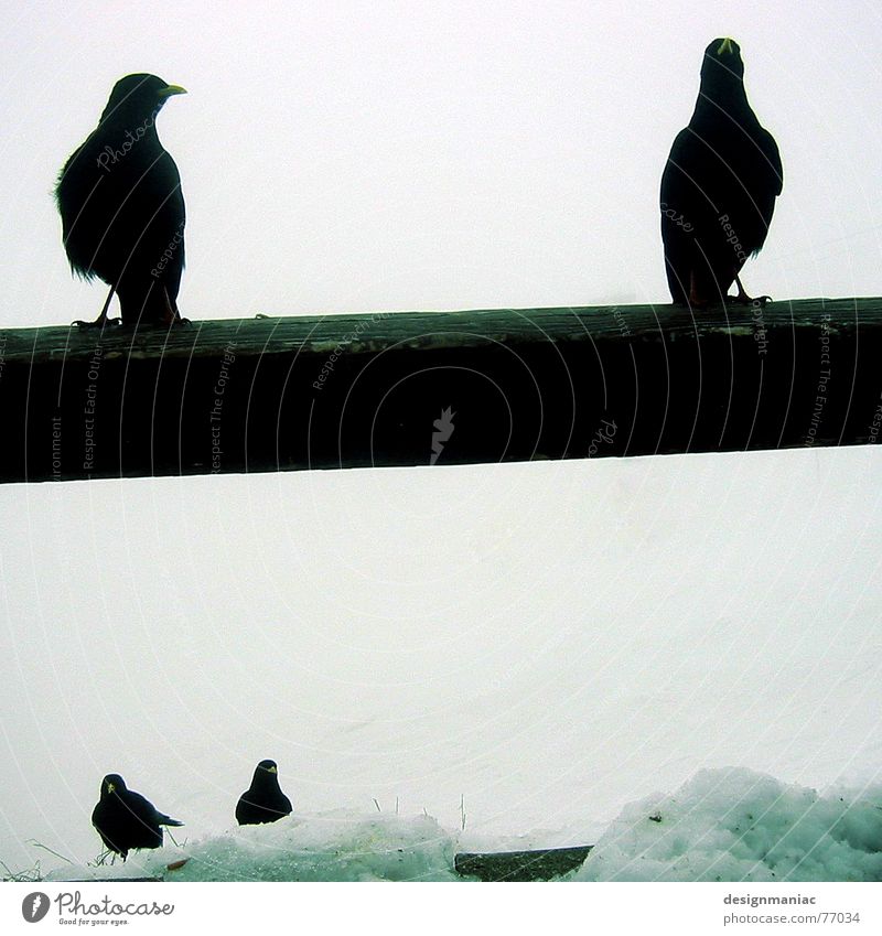 Schwarze Wächter Rabenvögel schwarz weiß kalt dunkel 4 Stab Österreich Nebel Schlamm Holzzaun Zaun Märchen mystisch Die drei Musketiere Hexe Zauberer Schnabel