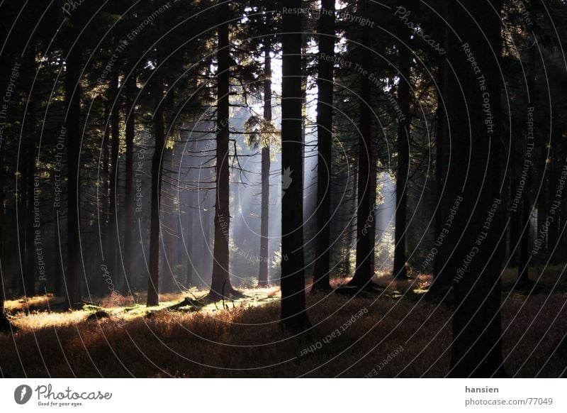 Wald1 Nadelbaum Waldboden Gras Licht Sonnenstrahlen Schatten Nebel Farbe