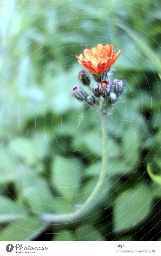 zur Sonne, zur Freiheit Umwelt Natur Pflanze Frühling Sommer Blume Blatt Blüte Garten Blühend Wachstum frisch natürlich schön grün orange Optimismus strecken