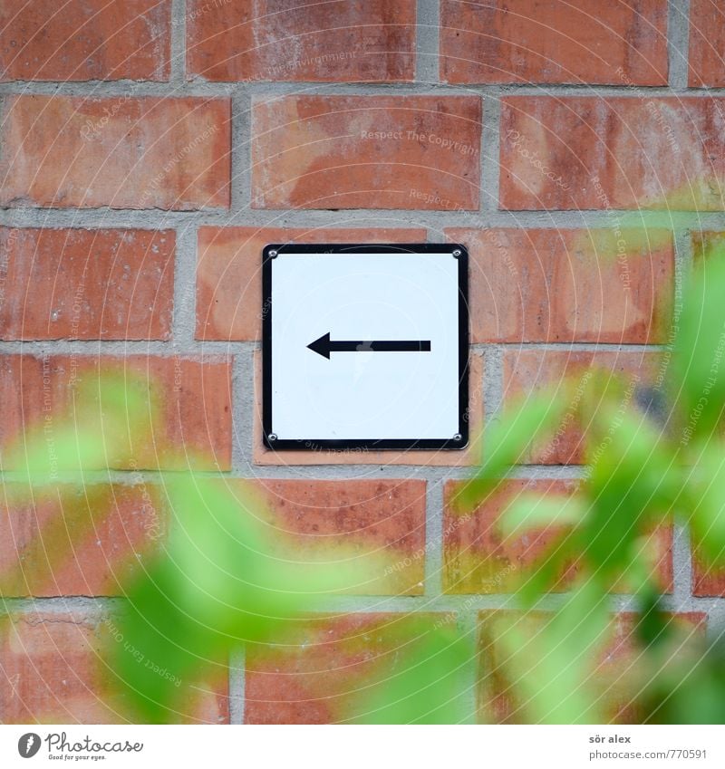 Beschilderung Karriere Erfolg Pflanze Sträucher Blatt Mauer Wand Fassade Backstein Zeichen Schilder & Markierungen Hinweisschild Warnschild Pfeil schwarz weiß