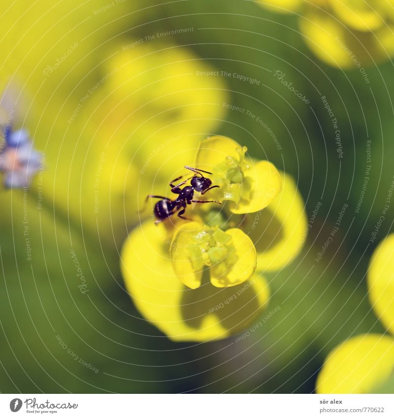 klein Umwelt Natur Pflanze Sommer Klima Blume Blüte Wiese Tier Insekt Ameise 1 gelb grün krabbeln Makroaufnahme sommerlich Farbfoto mehrfarbig Außenaufnahme