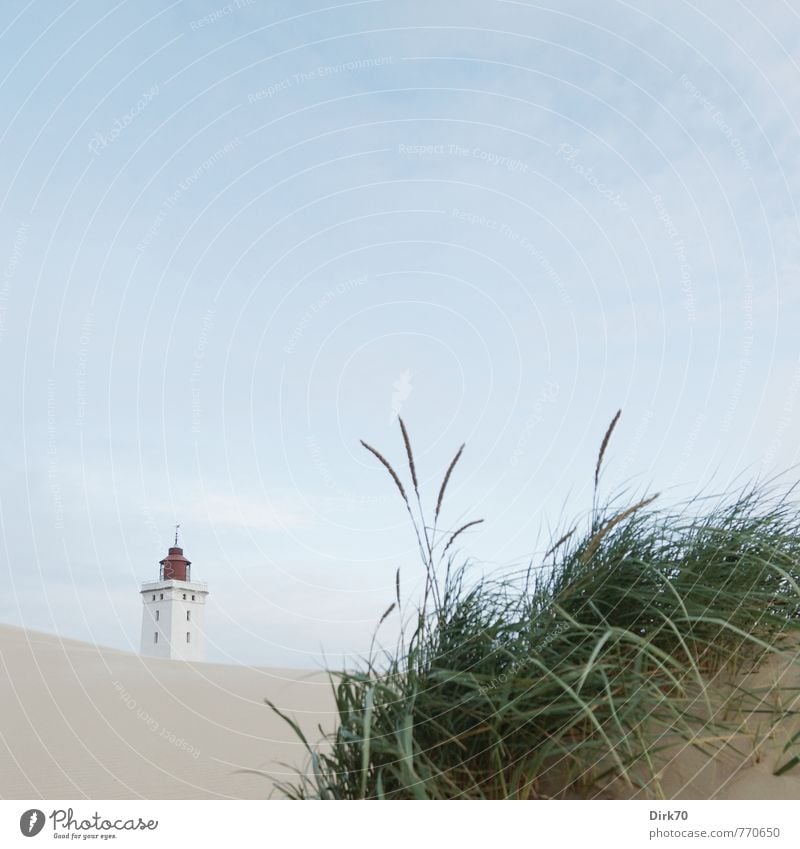 Klassiker Ferien & Urlaub & Reisen Sommer Sommerurlaub Umwelt Natur Schönes Wetter Gras Strandhafer Dünengras Küste Nordsee Meer Stranddüne