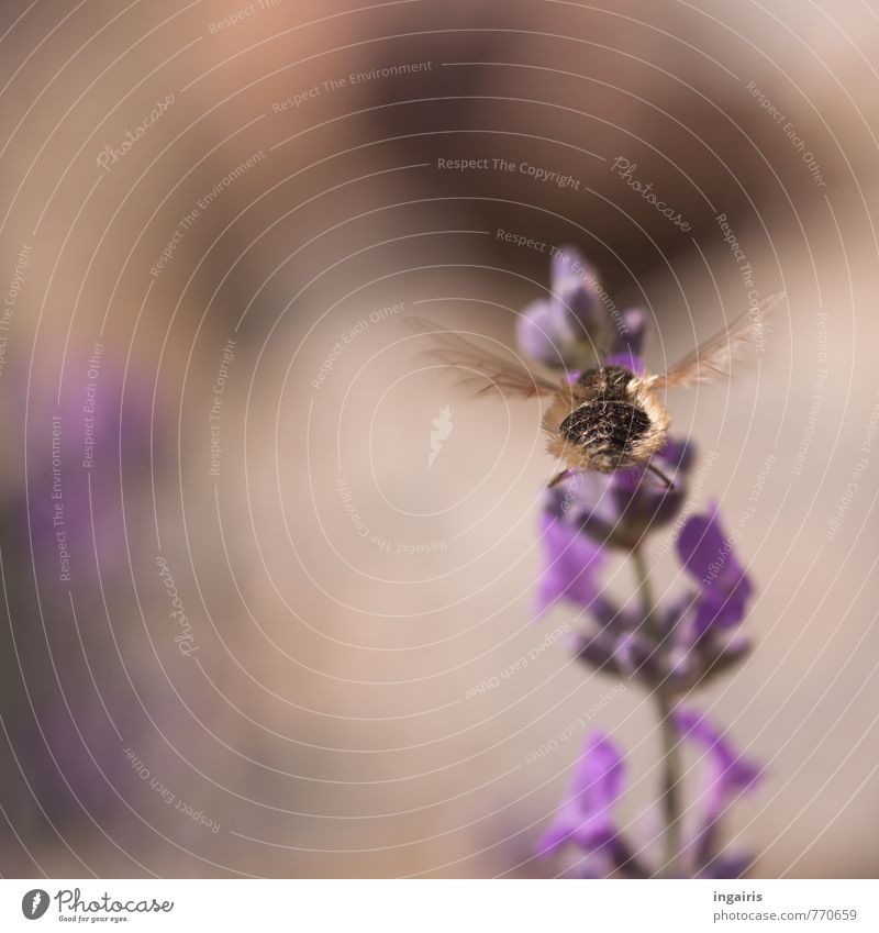 Kleiner Wollschweber Natur Pflanze Tier Sommer Blume Blüte Lavendel Insekt 1 entdecken fliegen Fressen leuchten frei natürlich braun violett Stimmung fleißig