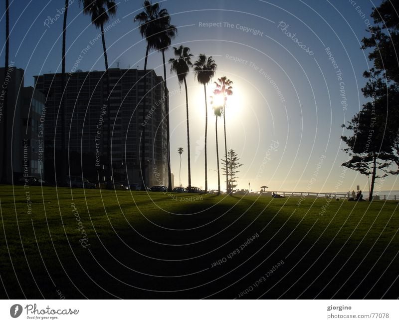 Sun of San Diego part1 Palme Strand Park Licht Himmel sun grass light ocean San Diego County USA america contra-jour outdoor shooting contrast sky clouds tree