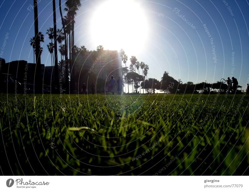 Sun of San Diego part2 Palme Strand Park Licht Himmel sun grass light ocean San Diego County USA america contra-jour outdoor shooting contrast sky clouds tree